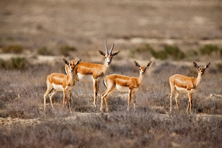 ببینید | تصویری نادر از آب‌تنی گله‌ای جبیرها در آب‌های نیلگون خلیج فارس