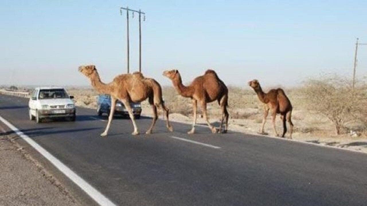 دستور قضایی ‌برای جمع‌آوری شترهای سرگردان بندرخمیر صادر شد