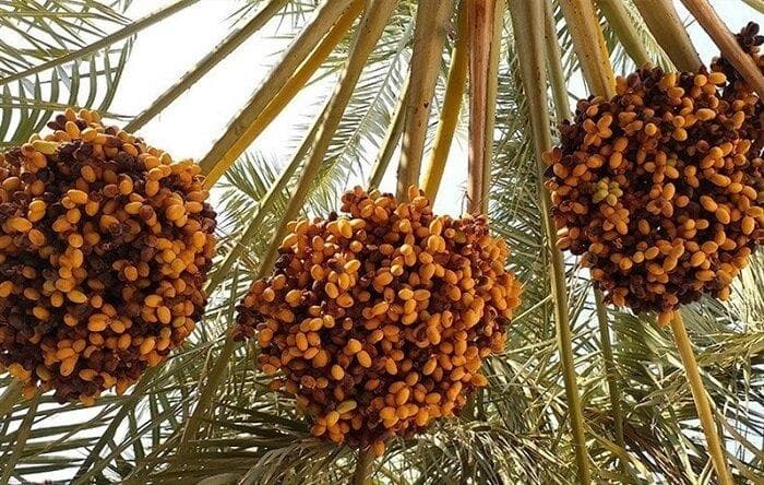 برداشت خرما از نخلستان‌های بخش رویدر بندرخمیر