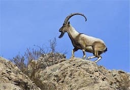 ببینید | تقلید حرکات یوگا توسط بُز باهوش