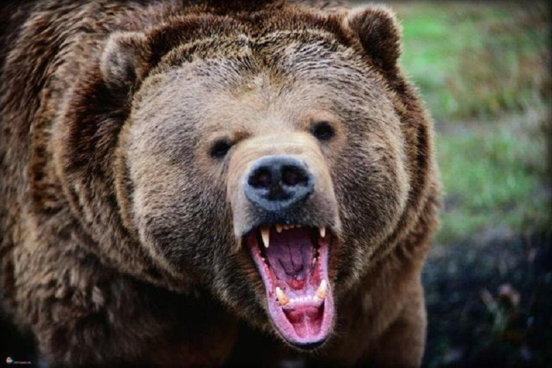 ببینید | تلاش خرس برای بالا رفتن از کانکس برای شکار دو مرد