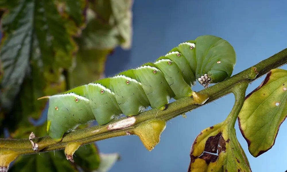 کاهش درد با ژست ابوالهول