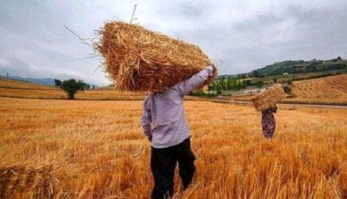 خبر مهم معاون وزیر جهادکشاورزی برای گندمکاران/ واریزی جدید انجام شد + رقم واریزی