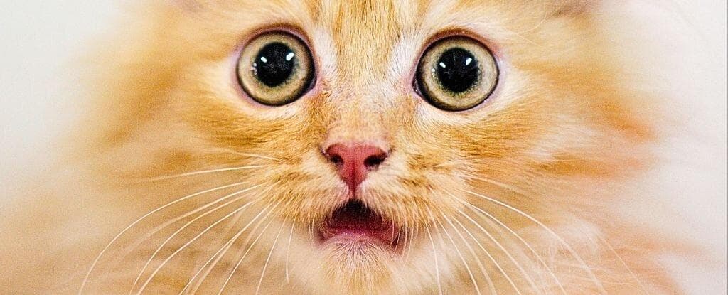 ببینید | نگاه‌های معصومانه گربه در برابر دعوای مادر؛ مگر ما چه کردیم؟