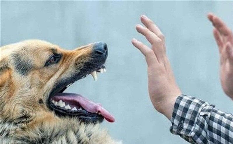 ببینید | فریادهای بی‌امان زن جوان برای نجات فرزندش از حمله سگ!