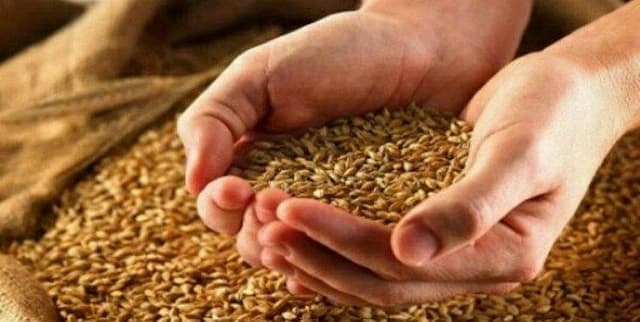 خبر جدید درباره قیمت جدید گندم/ گندمکاران حتما بخوانند