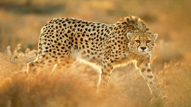 یوزپلنگ «ایران»، قدرت زادآوری ندارد؟
