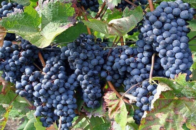 سردشت میزبان چهارمین جشنواره انگور سیاه