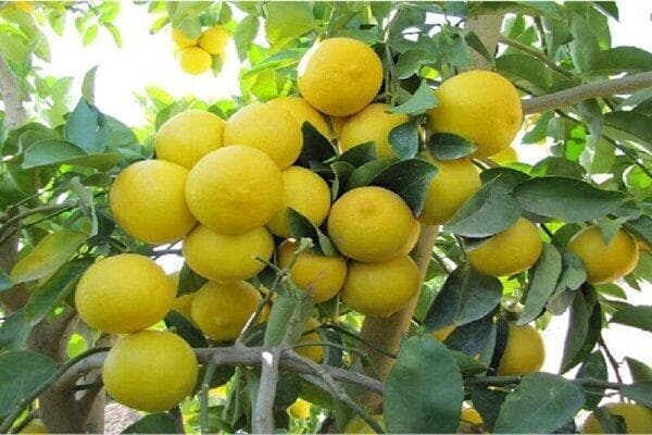 برداشت لیمو شیرین از باغ‌های میناب