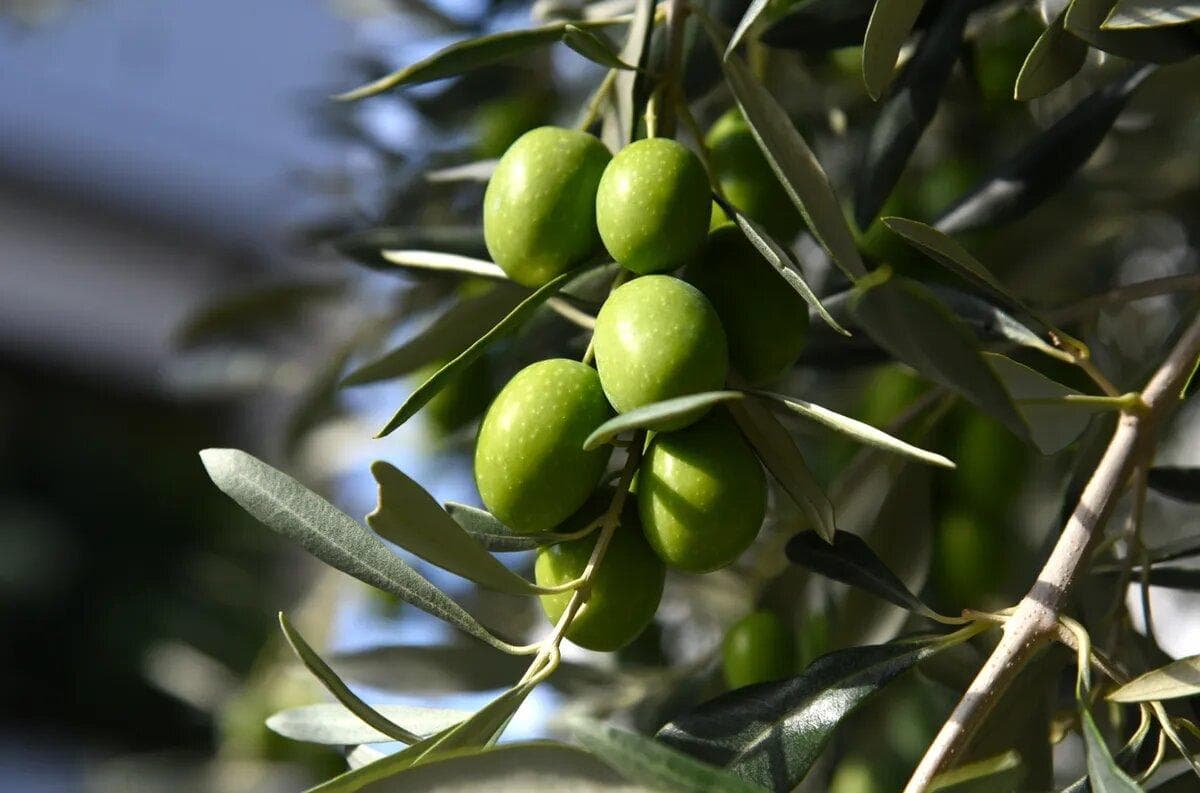 درآمد سه‌هزار میلیاردی باغداران طارم از زیتون امسال
