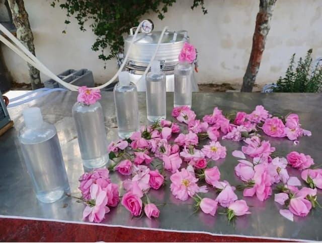 گلاب‌گیری بروجرد در فهرست رویدادهای گردشگری ایران ثبت شد