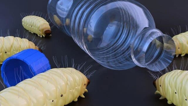 خوراک این کرم‌ها پلاستیک‌ است!