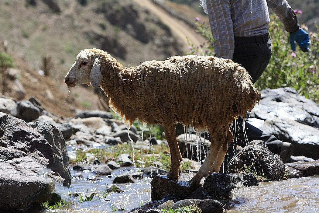 تصاویر جالب از حمام کردن گوسفندان در چالوس به شیوه سنتی