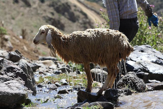 تصاویر جالب از حمام کردن گوسفندان در چالوس به شیوه سنتی