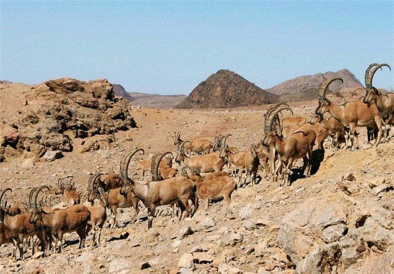 محیط‌بانان فداکاری که با ظرف کوچک به حیوانات آب می‌رسانند + ویدئو