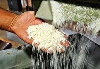 بازی جدید دلالان در بازار برنج/ پیش خرید از برنجکاران برای احتکار/ مسئولان کجایند؟