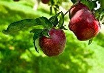 کاربرد فناوری هسته‌ای در افزایش دوام سیب صادراتی