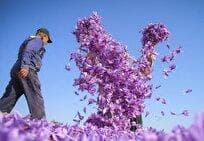 غربت ‌زعفران ناب ایران در باز‌ار جهانی‌