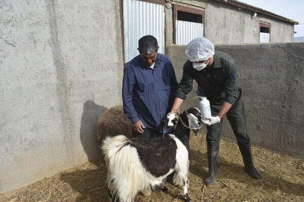 واکسیناسیون بروسلوز دام‌ها در ۱۳۴ روستای منطقه بلوچستان
