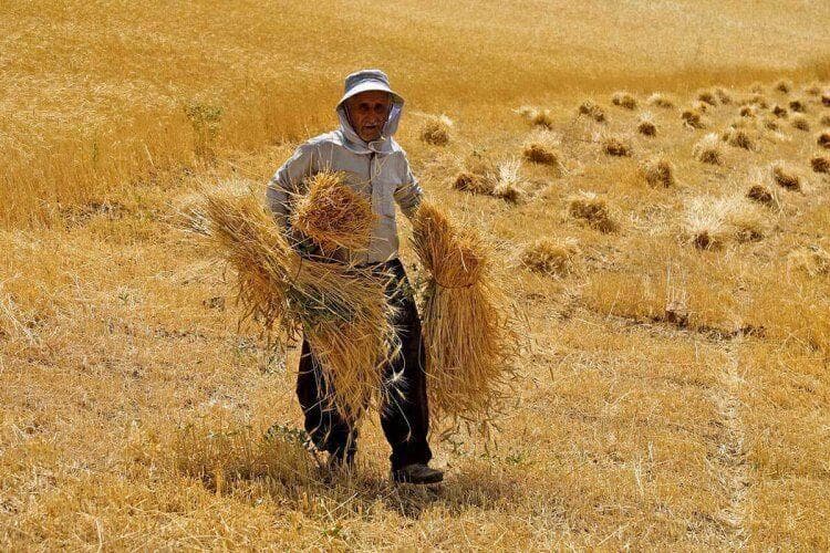 کشاورزی برای نسل جوان جذابیتی ندارد
