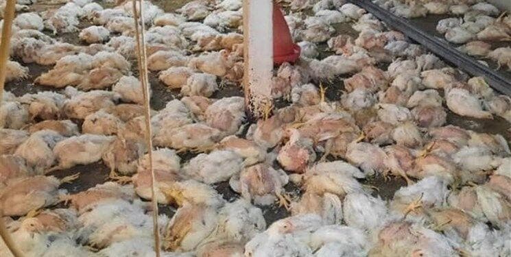 پشت پرده تکان‌دهنده خفه کردن مرغ‌ها در مرغداری‌ها
