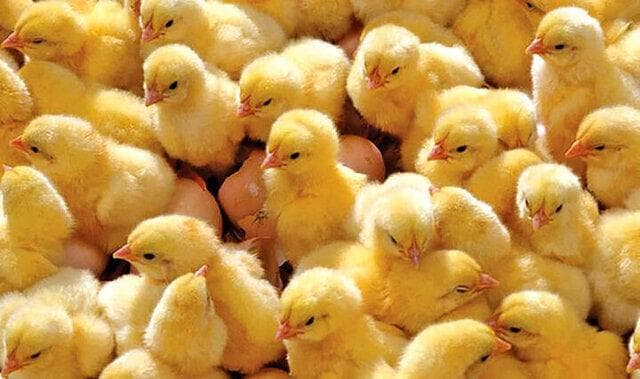 مرغداران خراسان رضوی با ثبت ۱۱ میلیون قطعه جوجه ریزی رکوردشکنی کردند