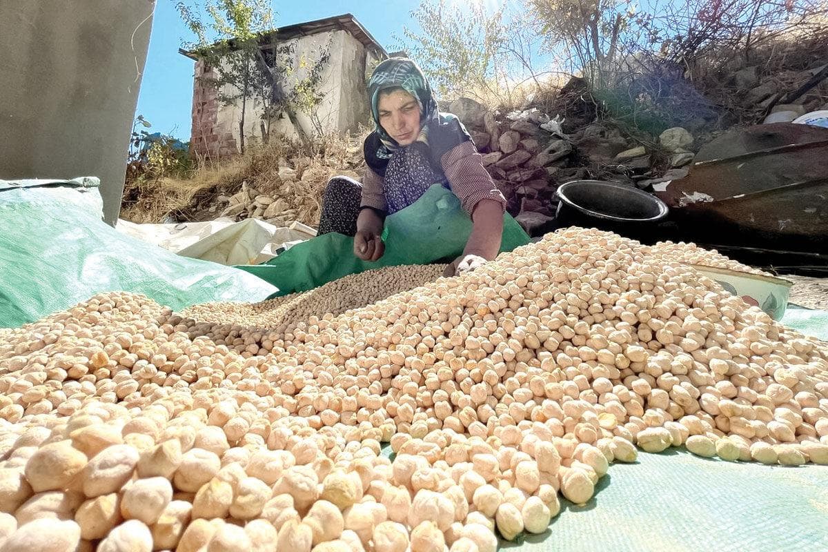 بخشنامه‌های نپخته جهاد کشاورزی برای قطب نخود ایران