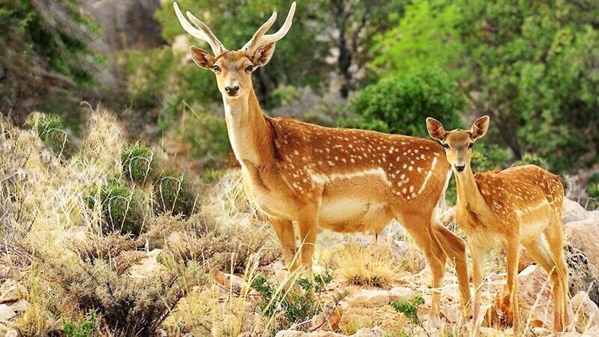 ۲۵ رأس گوزن زرد ایرانی در سایت مانشت و قلارنگ ایلام نگهداری می شوند