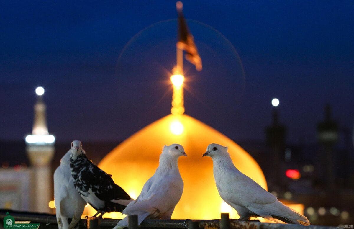 چند موسیقی امام رضایی؛ دلمان تنگ می‌شود