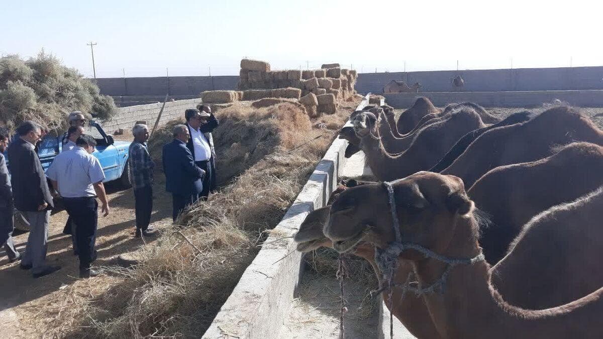 آغاز طرح پایلوت ترویج و آموزش کشوری پرورش و فرآوری محصولات شتر در بشرویه