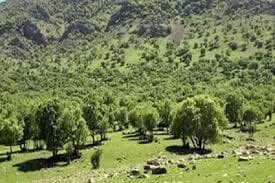 ۱۰۰هزار هکتار طرح مطالعاتی جنگل‌های خراسان شمالی تهیه شد