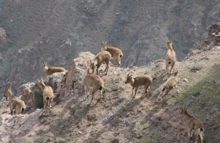 کاهش بارش‌ها تهدیدی برای گونه‌های در معرض خطر استان مرکزی