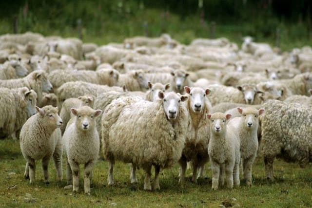 میانگین قیمت دام زنده امروز چند/ گوسفند در کدام استان گران‌تر است؟