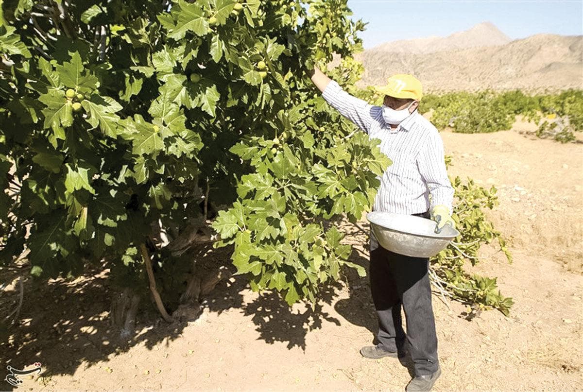 بزرگ‌ترین انجیرستان دیم دنیا در برزخ تغییرات اقلیمی و محدودیت های ارزی