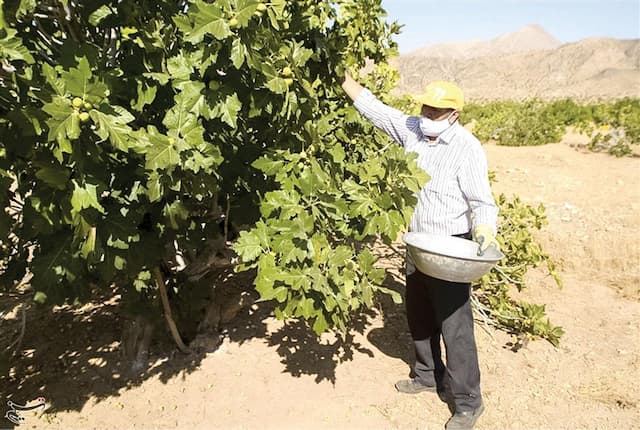 بزرگ‌ترین انجیرستان دیم دنیا در برزخ تغییرات اقلیمی و محدودیت های ارزی