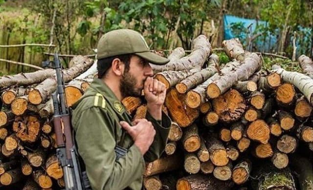 ۲ باند قاچاق چوب در گلوگاه و قائمشهر متلاشی شد