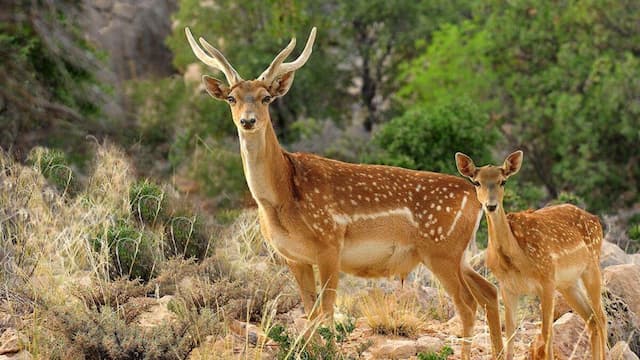 اجرای پایش تصویری سایت گوزن زرد در ایلام