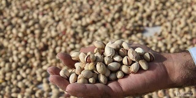 پیشبینی برداشت ۳۵۰۰ تن پسته از باغ‌های خراسان شمالی