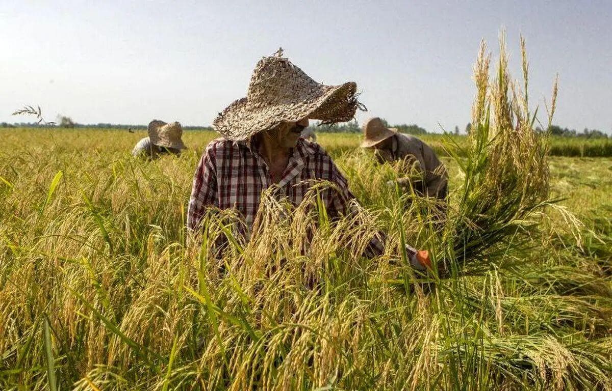 ۸۲ درصد شالیزارهای گیلان برداشت شد
