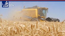 هفته آینده شورای قیمتگذاری برای تعیین نرخ تضمینی گندم تشکیل میشود