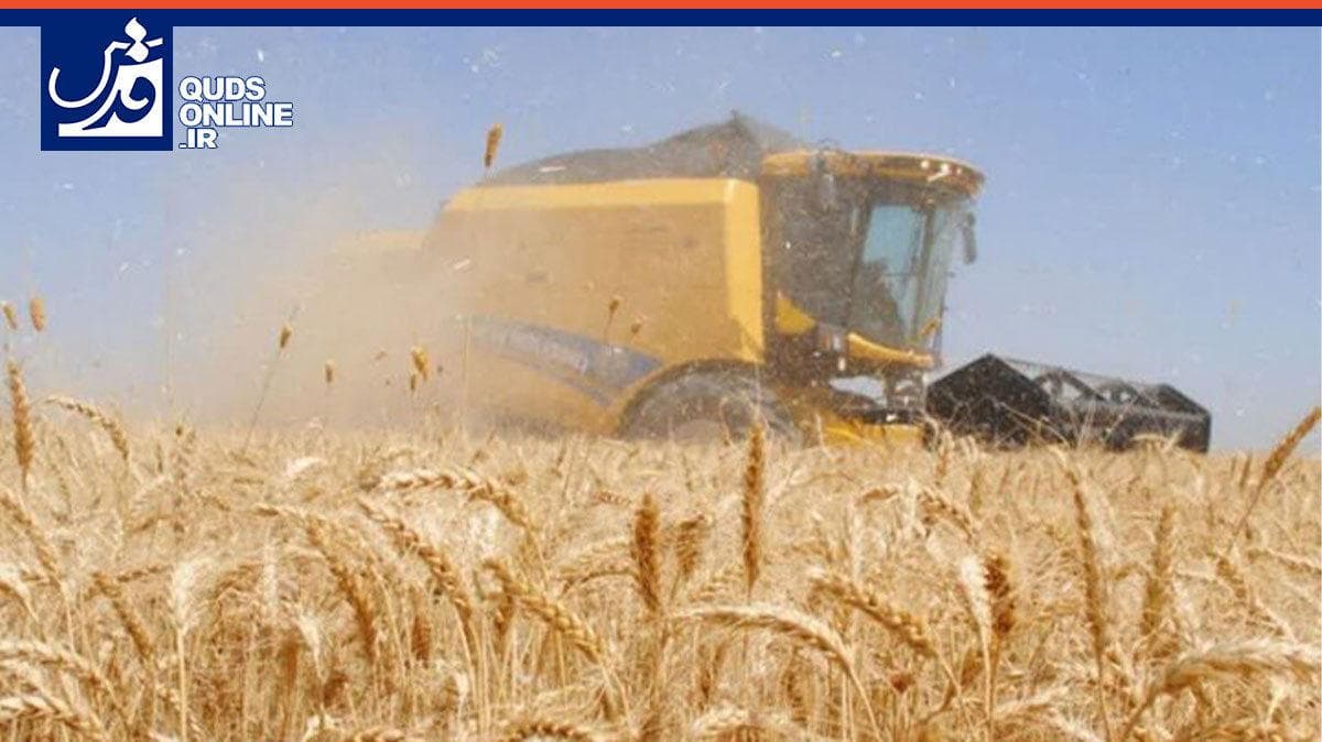 هفته آینده شورای قیمت‌گذاری برای تعیین نرخ تضمینی گندم تشکیل می‌شود