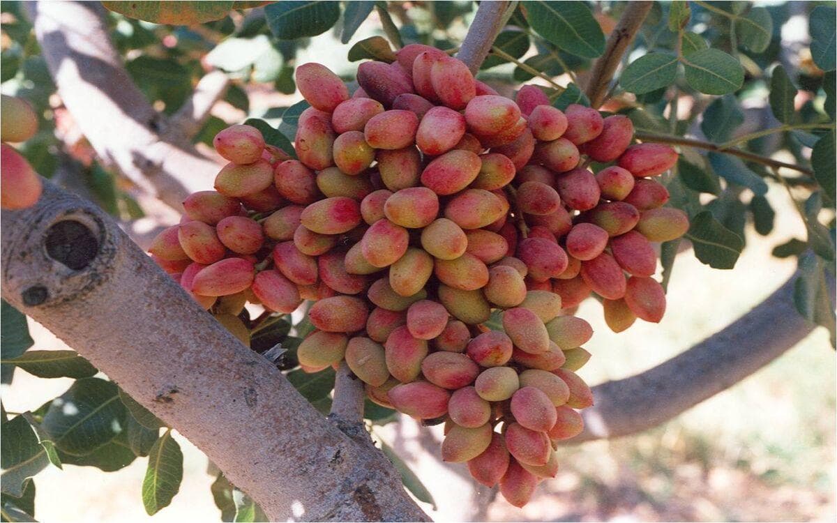 پیش‌بینی برداشت بیش از ۳ هزار تُن پسته تَر از باغات اسفراین