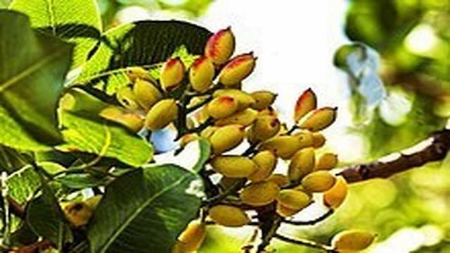 ۸۳ درصد باغ‌های پسته گناباد به مرحله باردهی رسید