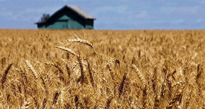 پس از تاکیدات رئیس قوه قضائیه ۲۱ همت دیگر به حساب گندمکاران واریز شد