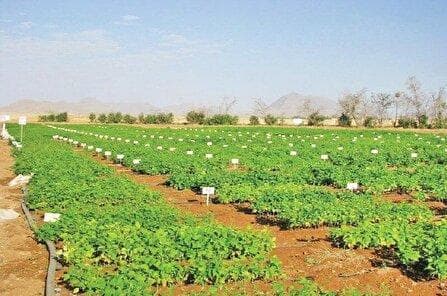 فعالیت ۳۴ مرکز تحقیقات کشاورزی در کشور