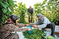 میوه و صیفی روی زمین ماند