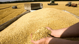 پرداخت ۹۵ درصد پول خرید گندم کشاورزان