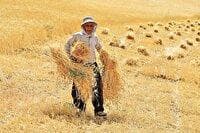 وعده جدی وزیر جهاد کشاورزی به گندمکاران