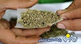 حشیش در مسیر تحصیل!