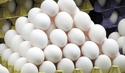 افت شدید قیمت تخم‌مرغ در بازار / دستور معدوم‌سازی مرغ‌های تخم‌گذار صادر شد!
